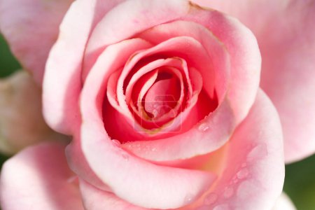 Téléchargez les photos : Gros plan de rose rose - en image libre de droit