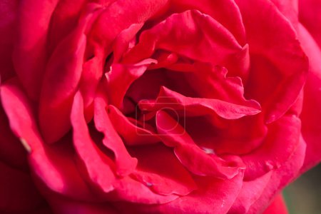 Foto de Primer plano hermosa rosa - Imagen libre de derechos