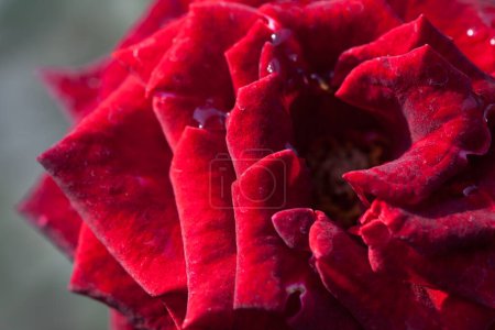 Téléchargez les photos : Gros plan belle rose - en image libre de droit