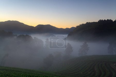 Photo for Fog morning sunrise in strawberry garden at Doi Ang khang mountain, chiangmai thailand - Royalty Free Image