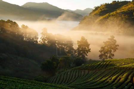 Téléchargez les photos : Brouillard matin lever du soleil dans le jardin de fraises à Doi Ang khang montagne, chiangmai thailand - en image libre de droit