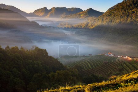 Téléchargez les photos : Misty morning Plantation de thé dans le Doi Ang Khang, Chiang Mai, Thaïlande - en image libre de droit