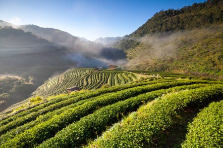 Misty morning Tea plantation in the Doi Ang Khang, Chiang Mai, Thailand