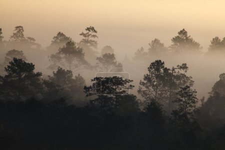 Téléchargez les photos : Misty lever de soleil matinal à Thung Salang Luang National Park Phetchabun, Tung argot luang est savane des prairies en Thaïlande - en image libre de droit