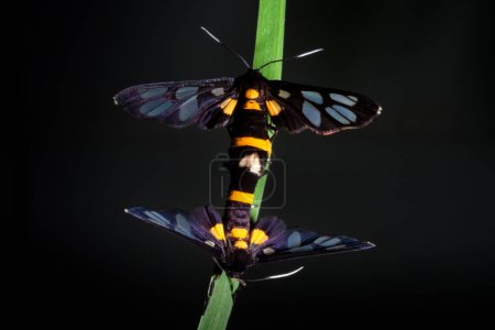 Téléchargez les photos : Beau papillon s'accouplant sur une feuille verte - en image libre de droit