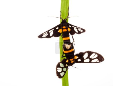 Téléchargez les photos : Beau papillon s'accouplant sur une feuille verte - en image libre de droit