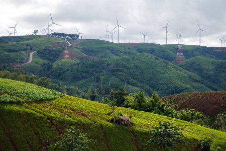 Foto de Campo de arroz verde en la montaña con turbina eólica - Imagen libre de derechos