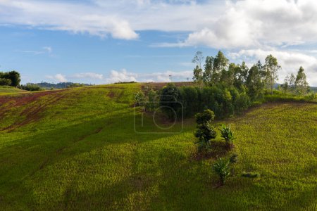 Photo for Green rice field on mountain at Khao Kho in Phetchabun, Thailand - Royalty Free Image