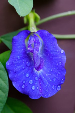 Foto de Primer plano Flor de guisante con gota de agua - Imagen libre de derechos