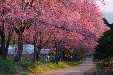 Foto de Camino de los cerezos en flor en Khun Wang ChiangMai, Tailandia
. - Imagen libre de derechos