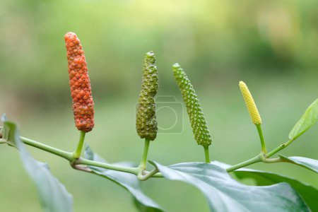 Photo for Long Pepper, spices and herbs with medicinal properties. - Royalty Free Image