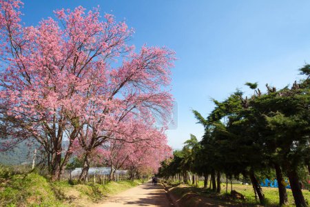 Foto de Camino de los cerezos en flor en Khun Wang ChiangMai, Tailandia
. - Imagen libre de derechos
