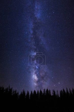 Téléchargez les photos : Belle voie lactée et silhouette de pin sur un ciel nocturne avec étoiles et poussière d'espace dans l'univers - en image libre de droit
