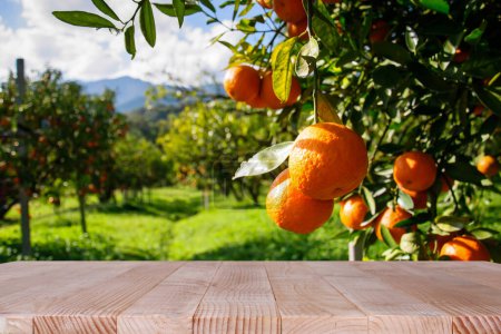 Photo for Wood table top place of  free space for your decoration and orange trees background - Royalty Free Image