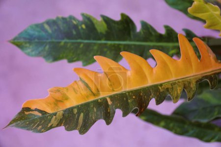 Close up of the variegated leaf of Philodendron Ring of Fire, a popular and rare houseplant