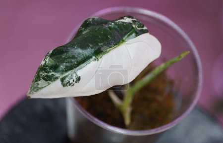 Foto de Impresionante hoja de mármol blanco y verde de Alocasia Frydek variegated baby plant - Imagen libre de derechos
