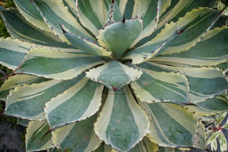 Téléchargez les photos : Magnifique motif panaché de plante de cactus Parry Agave 'Kissho Nishikii' - en image libre de droit