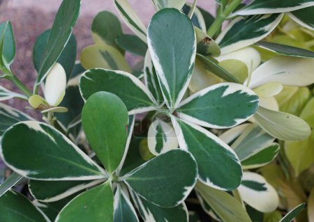 Téléchargez les photos : Les feuilles blanches et vertes de Balsam Apple Clusia Rosea forme panachée - en image libre de droit