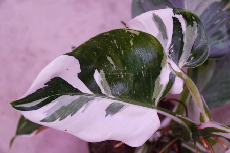 Téléchargez les photos : Belle feuille blanche et verte de Philodendron White Wizard, une plante d'intérieur rare et populaire - en image libre de droit