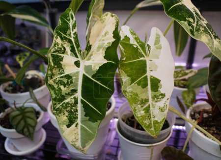 Beautiful white and green marbled leaves of Alocasia Frydek variegated, a popular tropical plant