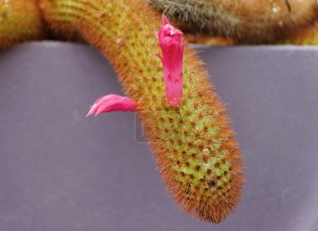 Foto de Primer plano del Cactus de cola de rata dorada con una flor rosa - Imagen libre de derechos