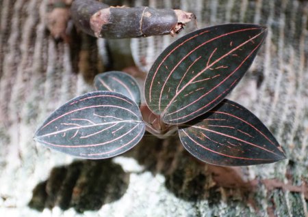 Photo for Beautiful dark leaves of Ludisia discolor, also known as jewel orchids - Royalty Free Image