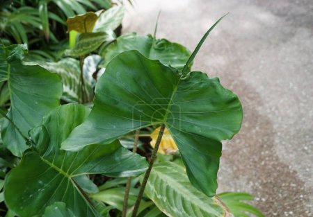 Beautiful green leaf shape of Alocasia Stingray, a rare tropical plant