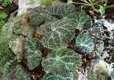 Téléchargez les photos : Les pointes uniques et noires sur les feuilles vertes de Begonia Melanobullata, une plante tropicale rare - en image libre de droit