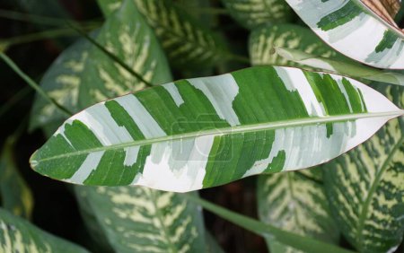 Schönes weißes und grünes Blatt eines bunten Banana Musa Florida Baumes