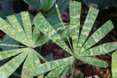 Téléchargez les photos : Gros plan sur les belles feuilles de palmier marbrées Licuala mattanensis - en image libre de droit
