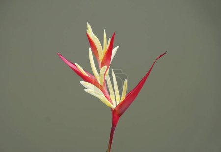 Nahaufnahme einer roten und gelben Blüte von Heliconia psittacorum, einer einzigartigen tropischen Pflanze