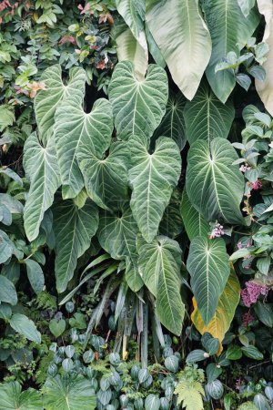 Téléchargez les photos : Belles feuilles sombres, veloutées et matures de Philodendron Gigas, une plante d'intérieur tropicale rare - en image libre de droit