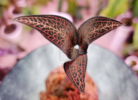 Photo for Beautiful dark leaves of Ludisia Discolor Spiderman , mostly known as Jewel Orchids - Royalty Free Image