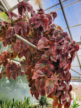 Photo for A large plant and the beautiful red leaves of Begonia Brevirimosa - Royalty Free Image