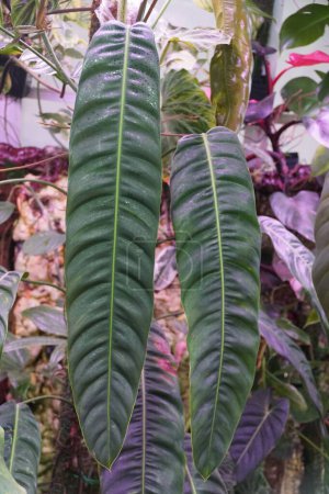 Téléchargez les photos : Une longue feuille de Philodendron Patriciae, l'une des plantes d'intérieur les plus rares et recherchées - en image libre de droit