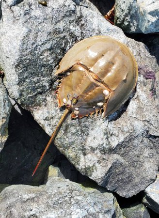 Foto de Un cangrejo herradura muerto en la cima de una roca junto a la bahía - Imagen libre de derechos