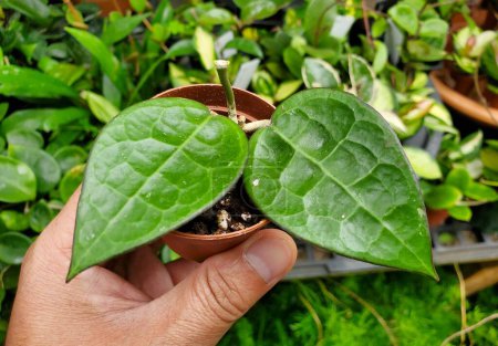 Gros plan sur les feuilles texturées de Hoya Parasitica Black Margin