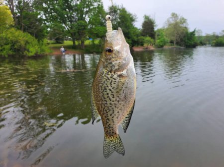 A beautiful crappie on a line and a hook with a white plastic worms