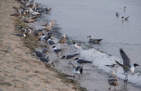 Foto de Las aves silvestres en busca de comida en la playa en Cape Henlopen State Park, Lewes, Delaware, EE.UU. - Imagen libre de derechos