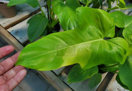 A sport variegated leaf of Philodendron Golden Violin, a rare tropical plant