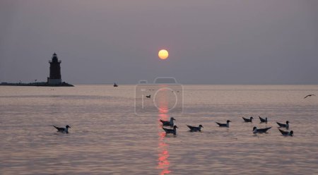 Photo for Silhouette of the lighthouse and wild birds during the sunset at Cape Henlopen State Park, Lewes, Delaware, U.S.A - Royalty Free Image