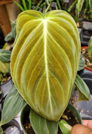 Foto de Una hoja vibrante y aterciopelada de Philodendron Melanochrysum Black Gold - Imagen libre de derechos