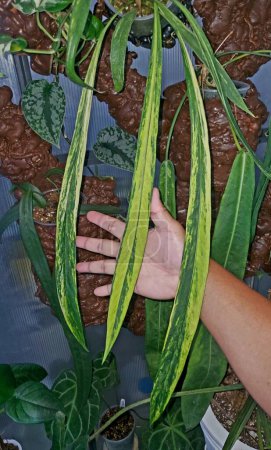 Téléchargez les photos : Feuilles jaunes et vertes d'Anthurium Vittarifolium Variegated, une plante d'intérieur rare et populaire - en image libre de droit