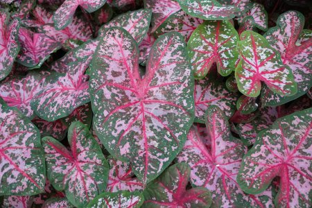 Téléchargez les photos : Belles feuilles mouchetées rouges, blanches et vertes de Caladium Carolyn Whorton - en image libre de droit