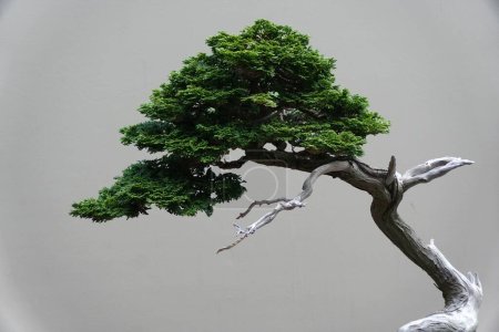 Nahaufnahme der grünen Blätter und des grauen Zweiges des Hinoki False Cypress Bonsai-Baumes