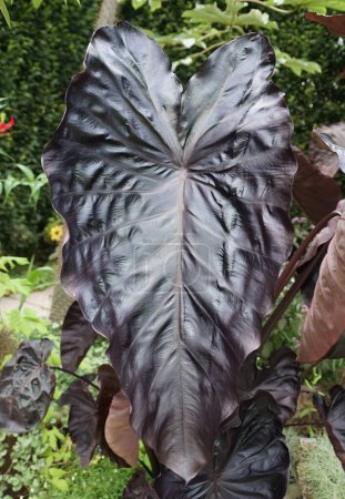 Photo for Close up of dark leaf of Colocasia Black Coral Royal Hawaiian - Royalty Free Image