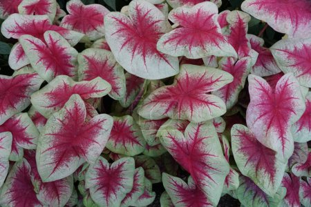 Téléchargez les photos : Belles feuilles rouges et blanches de Caladium Lemon Blush - en image libre de droit