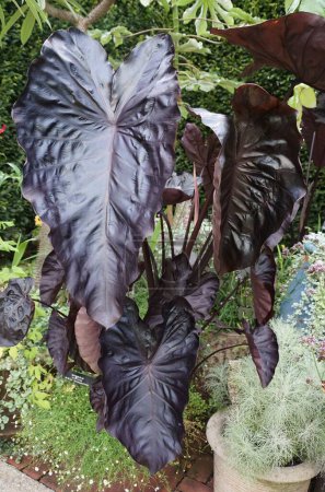 Photo for The large and dark leaves of Colocasia Black Coral Royal Hawaiian - Royalty Free Image