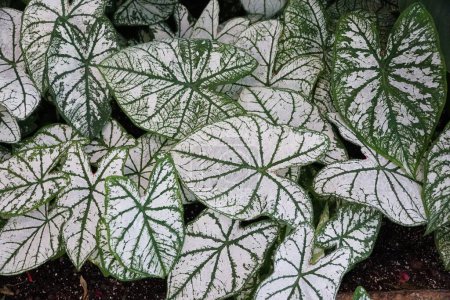 Téléchargez les photos : Belles feuilles veinées blanches et vertes de Caladium White Christmas - en image libre de droit