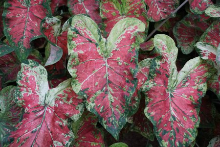 Téléchargez les photos : Belles feuilles mouchetées rouges, blanches et vertes de Caladium hypnotisées - en image libre de droit